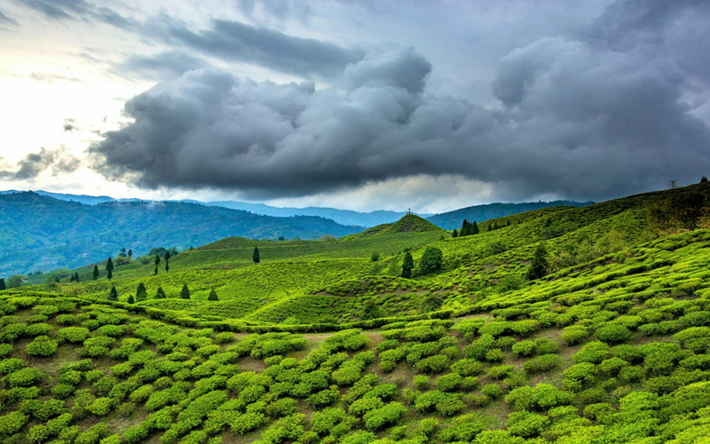 Enchanting Assam & Meghalaya.